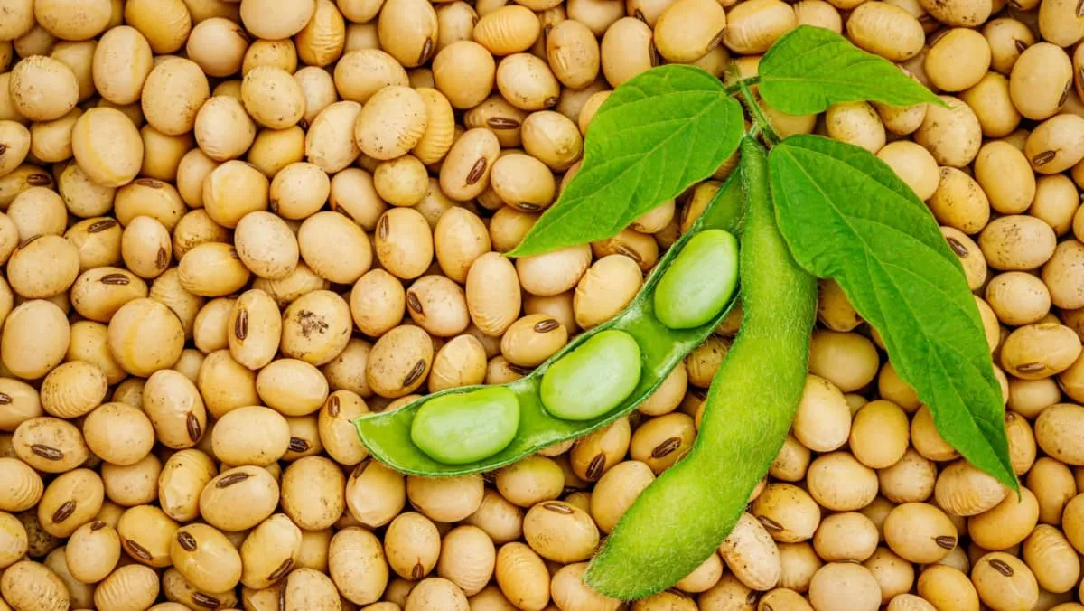 Soy bean mature seeds with immature soybeans in the pod. Soy bean, close up. Open green soybean pod on dry soy beans background. Green soybean pods on dry soy bean